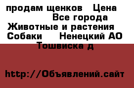 продам щенков › Цена ­ 15 000 - Все города Животные и растения » Собаки   . Ненецкий АО,Тошвиска д.